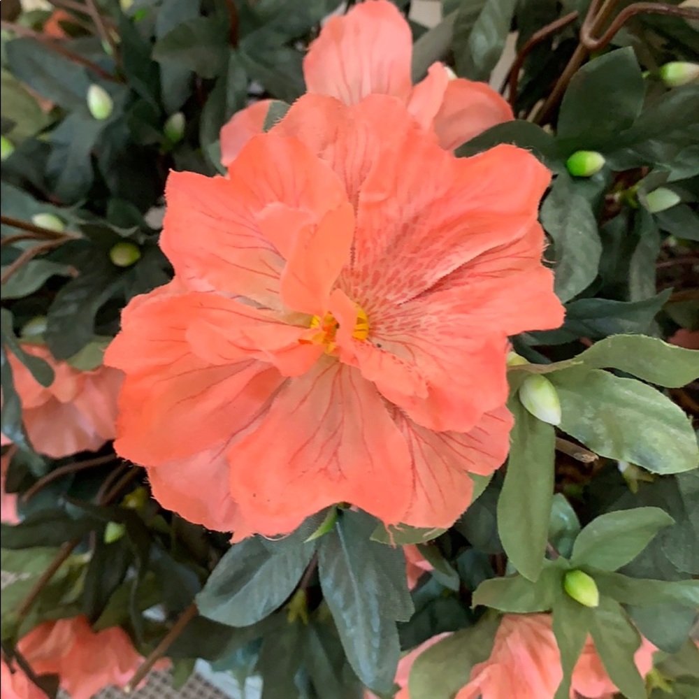 Meet your Posher, Thuy